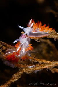 Two for Dinner- 
Flabellina trilineata dining on a typic... by Pat Gunderson 